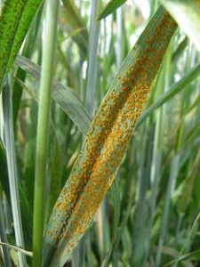 The Benefits and Costs of Disease Resistance in Wheat Image